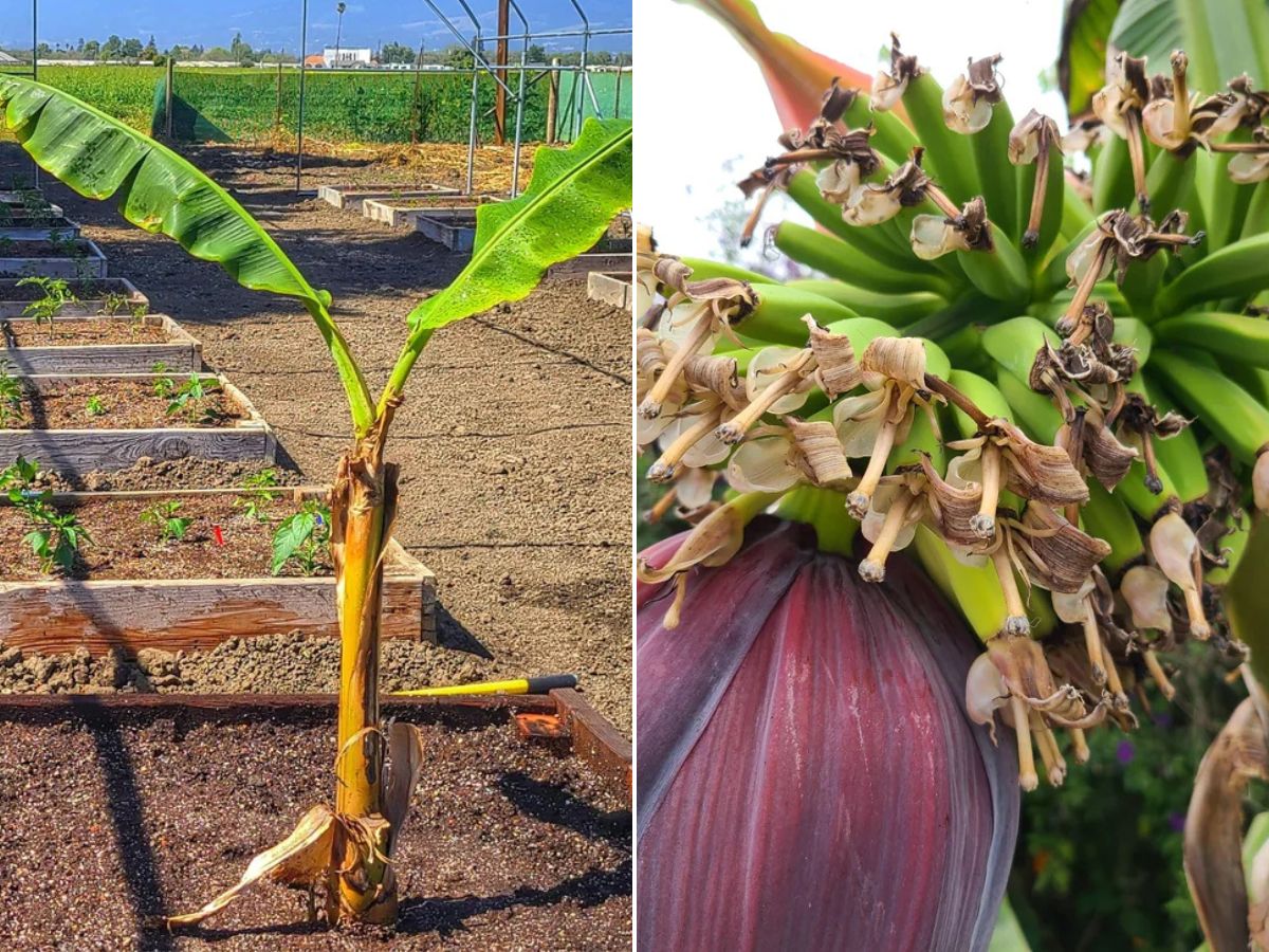 10 Best Banana Varieties to Grow in Your Home Garden - Complete Gardening