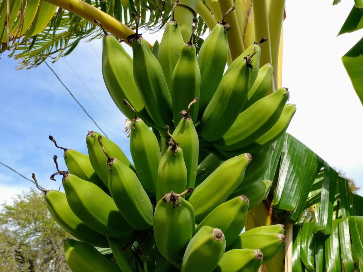 10 Best Banana Varieties to Grow in Your Home Garden - Complete Gardening