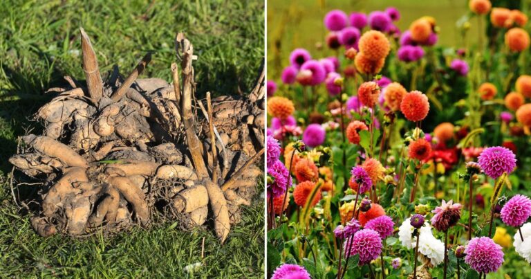 11 Easy Steps to Store Your Dahlias Over Winter Successfully