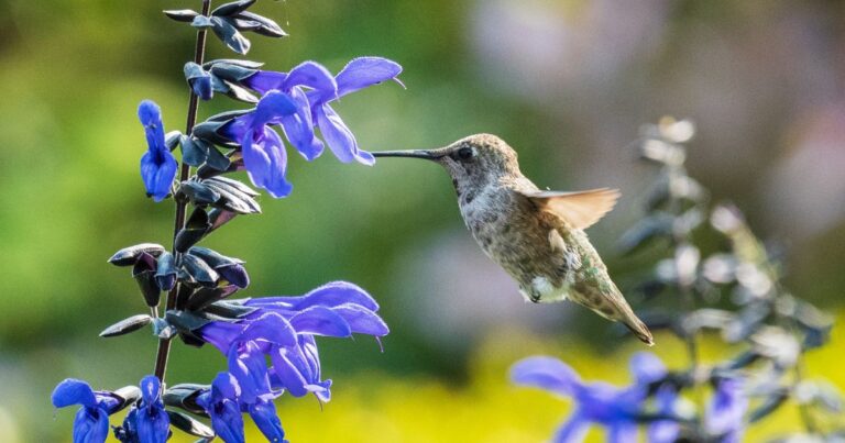 12 Easy Tips to Help Pollinators Survive Winter