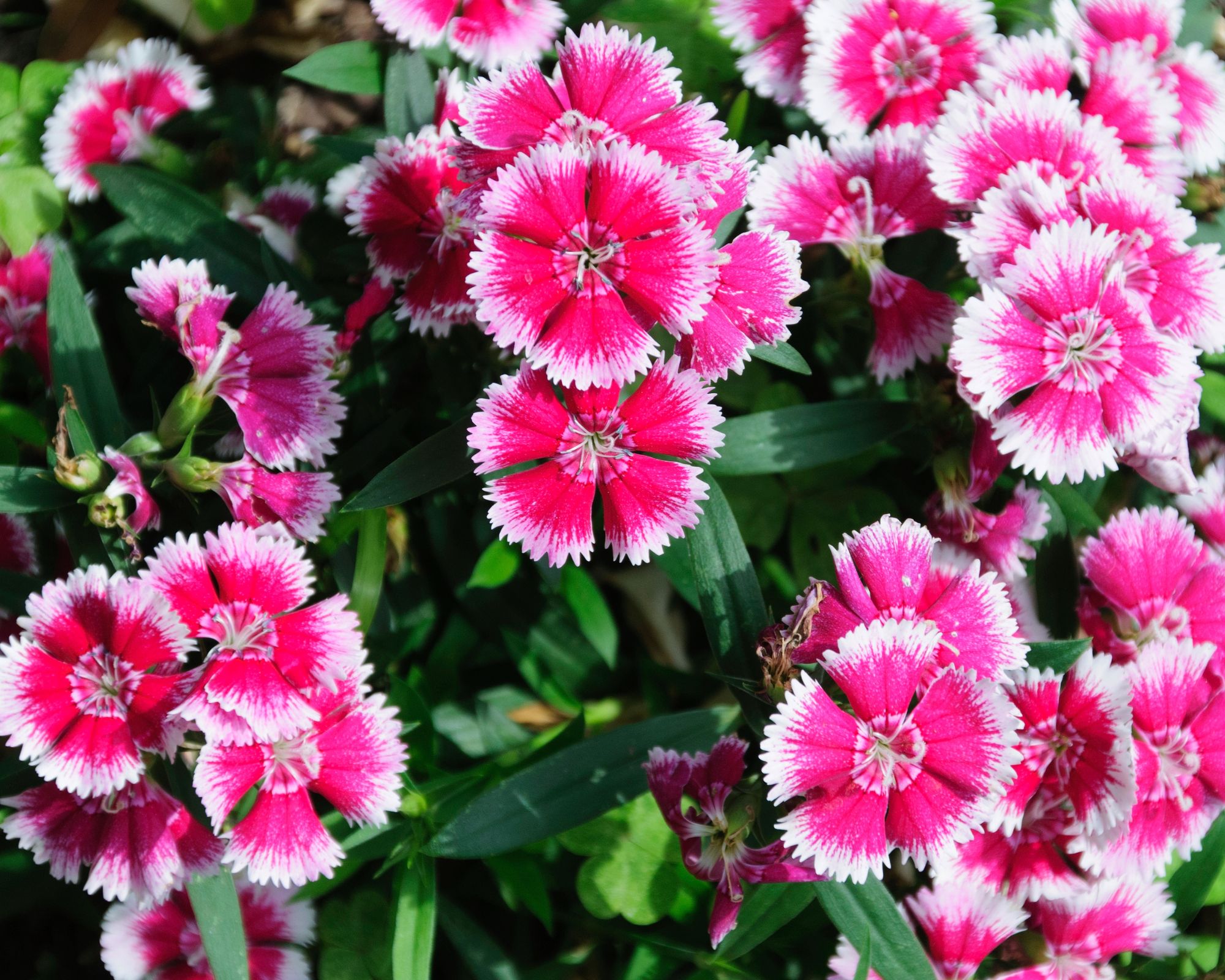 Want a Stunning Walkway? These 15 Perfect Plants Hold the Key