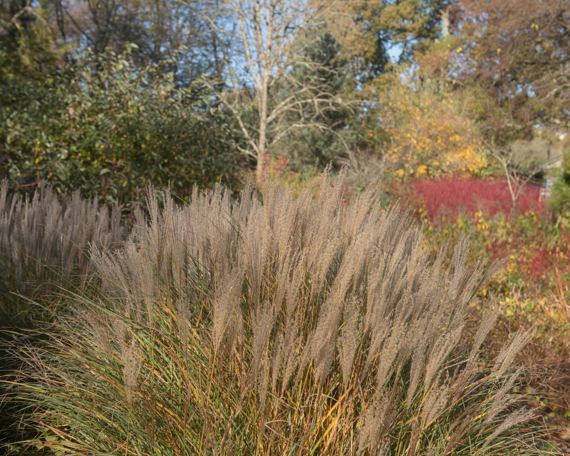 15 Shade-Tolerant Ornamental Grasses for Your Garden - Complete Gardening