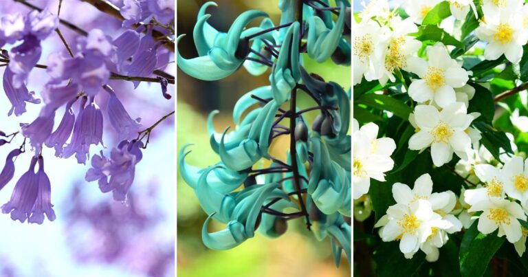 13 Gorgeous “J” Flowers to Add Color and Charm to Your Garden!