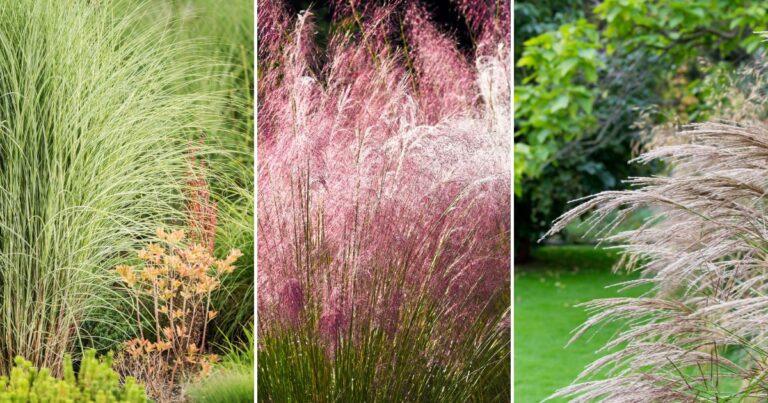 15 Shade-Tolerant Ornamental Grasses for Your Garden