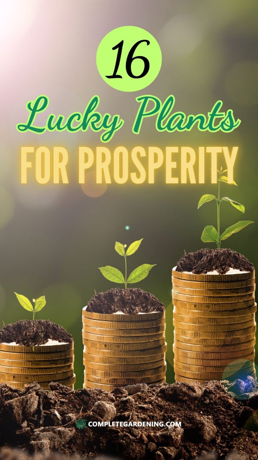 16-lucky-plants-for-prosperity-how-do-they-attract-wealth-complete