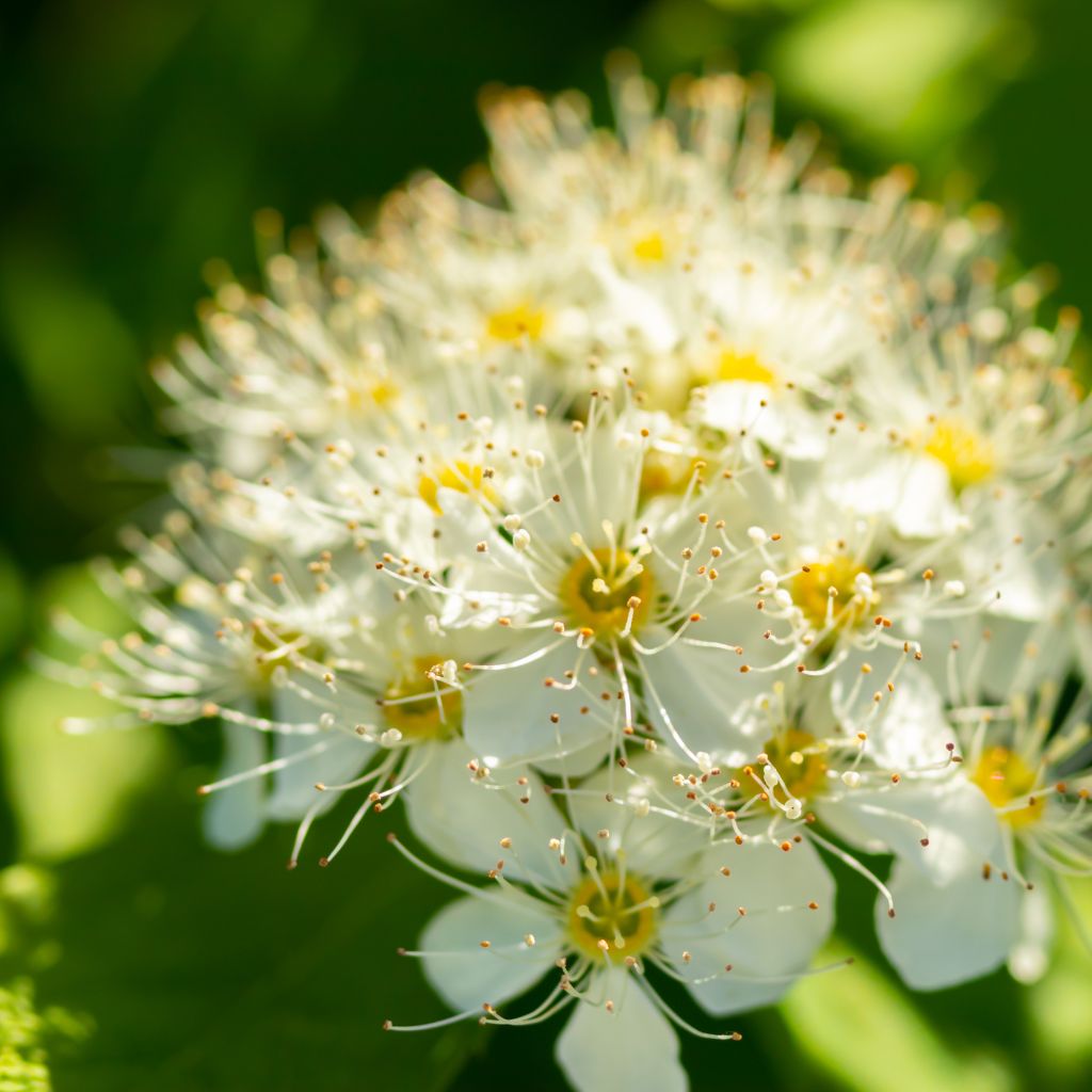 17 Plants You Should Never Prune in the Fall Complete Gardening