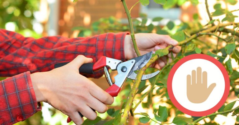 17 Plants You Should Never Prune in the Fall
