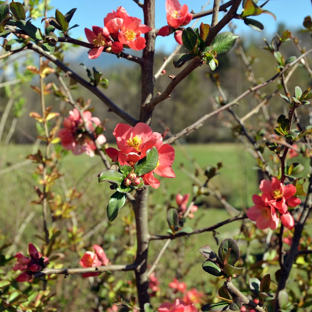 17 Plants You Should Never Prune in the Fall Complete Gardening