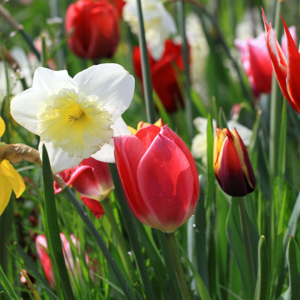 17 Plants You Should Never Prune in the Fall Complete Gardening