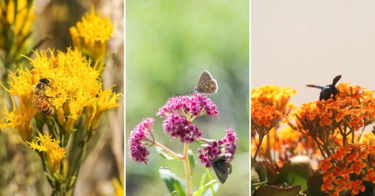 17 Succulents That Bees and Other Pollinators Can’t Resist