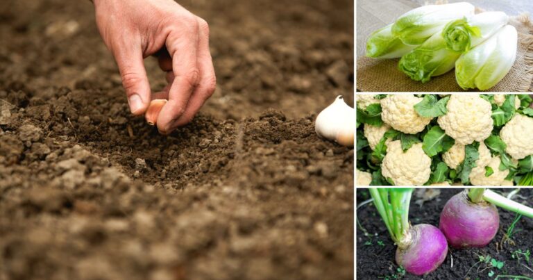 20 Crops to Plant in October for a Thriving Fall Garden
