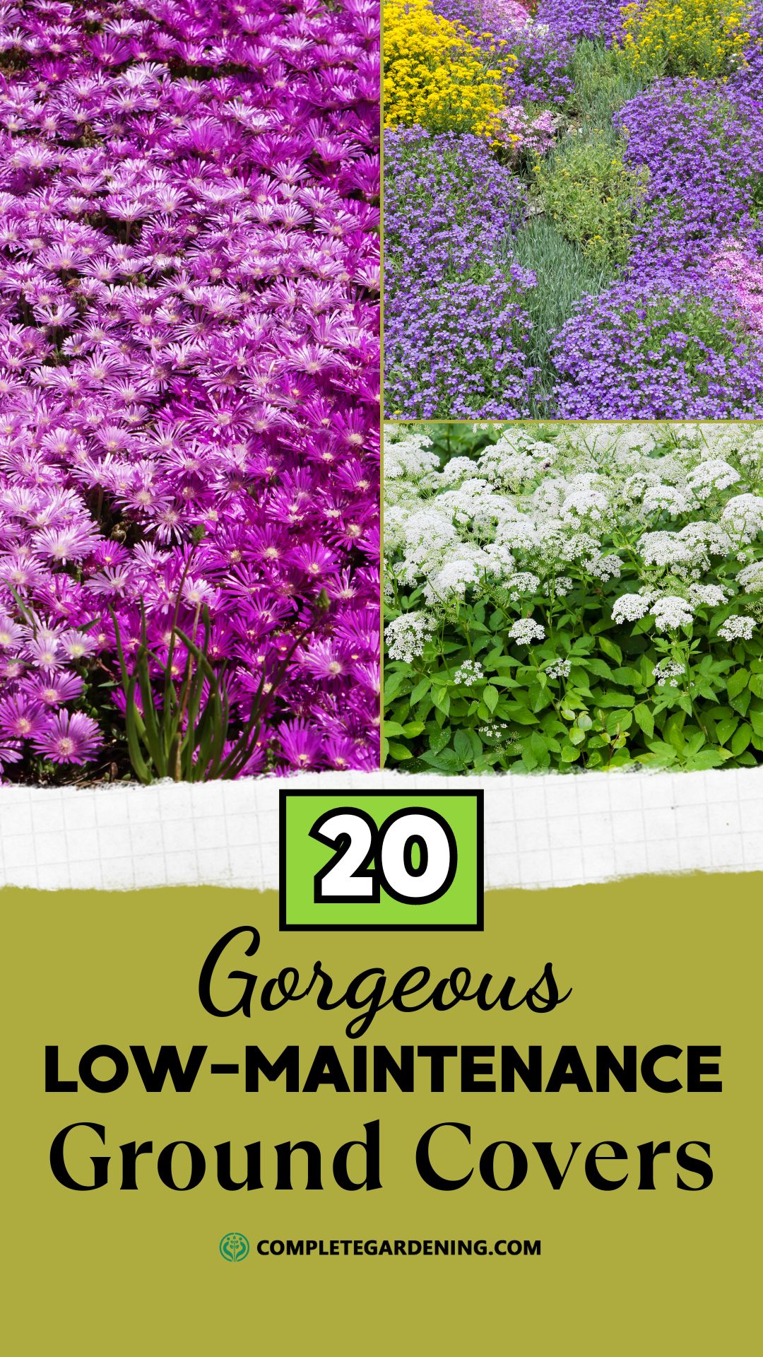 20 Perennial Ground Covers You’ll Love Say Goodbye to Replanting