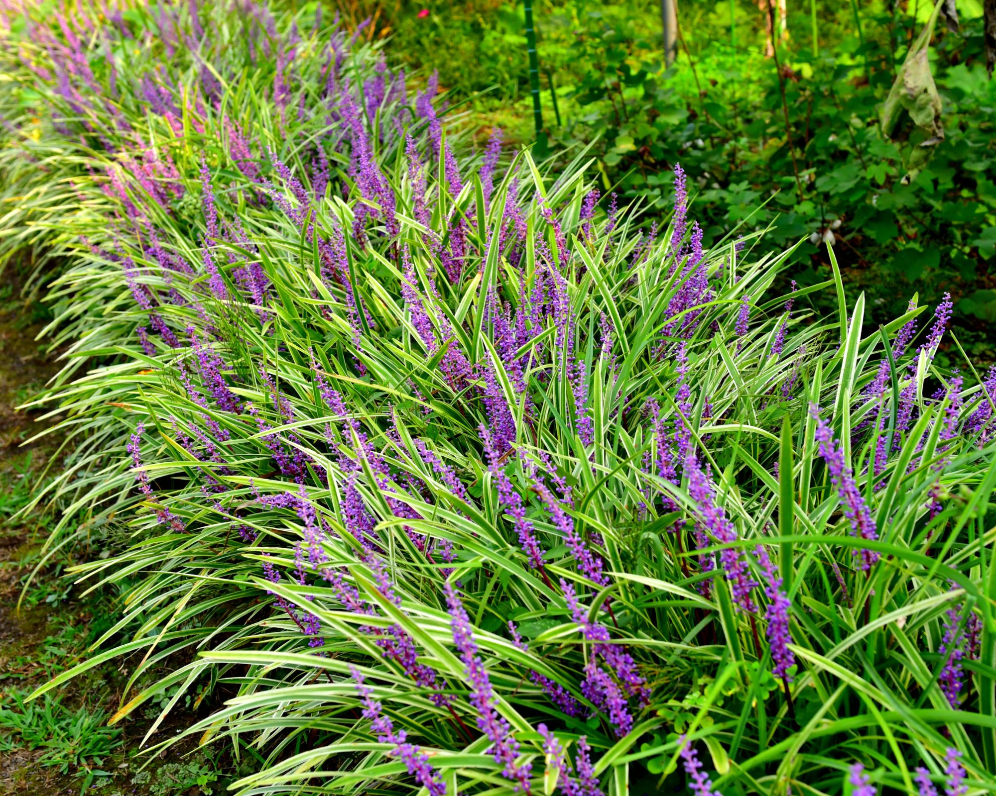 20 Perennial Ground Covers You’ll Love – Say Goodbye to Replanting