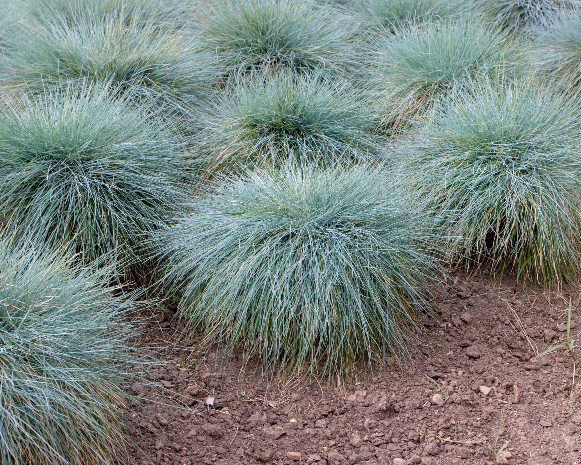 15 Shade-Tolerant Ornamental Grasses for Your Garden - Complete Gardening