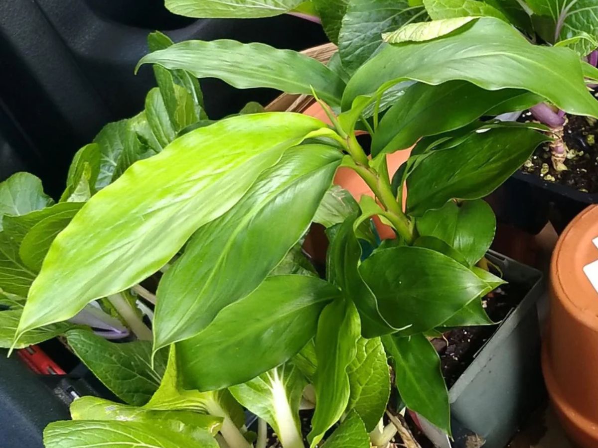 5 Easy Steps to Grow Cardamom at Home in Pots Complete Gardening