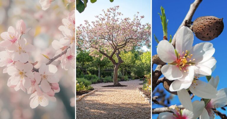 5 Reasons Growing Almond Trees Will Beautify Your Garden