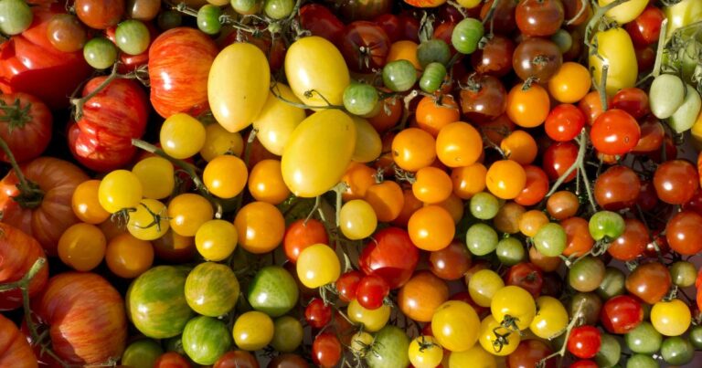 6 Expert Tips on Choosing the Right Tomato Variety to Grow