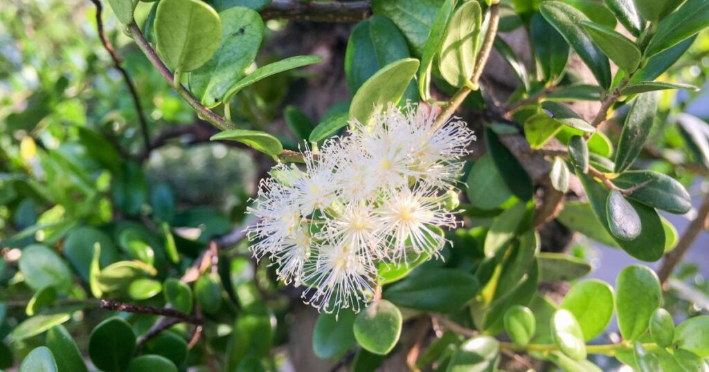 9 Fascinating Facts About Syzygium buxifolium You Need to Know