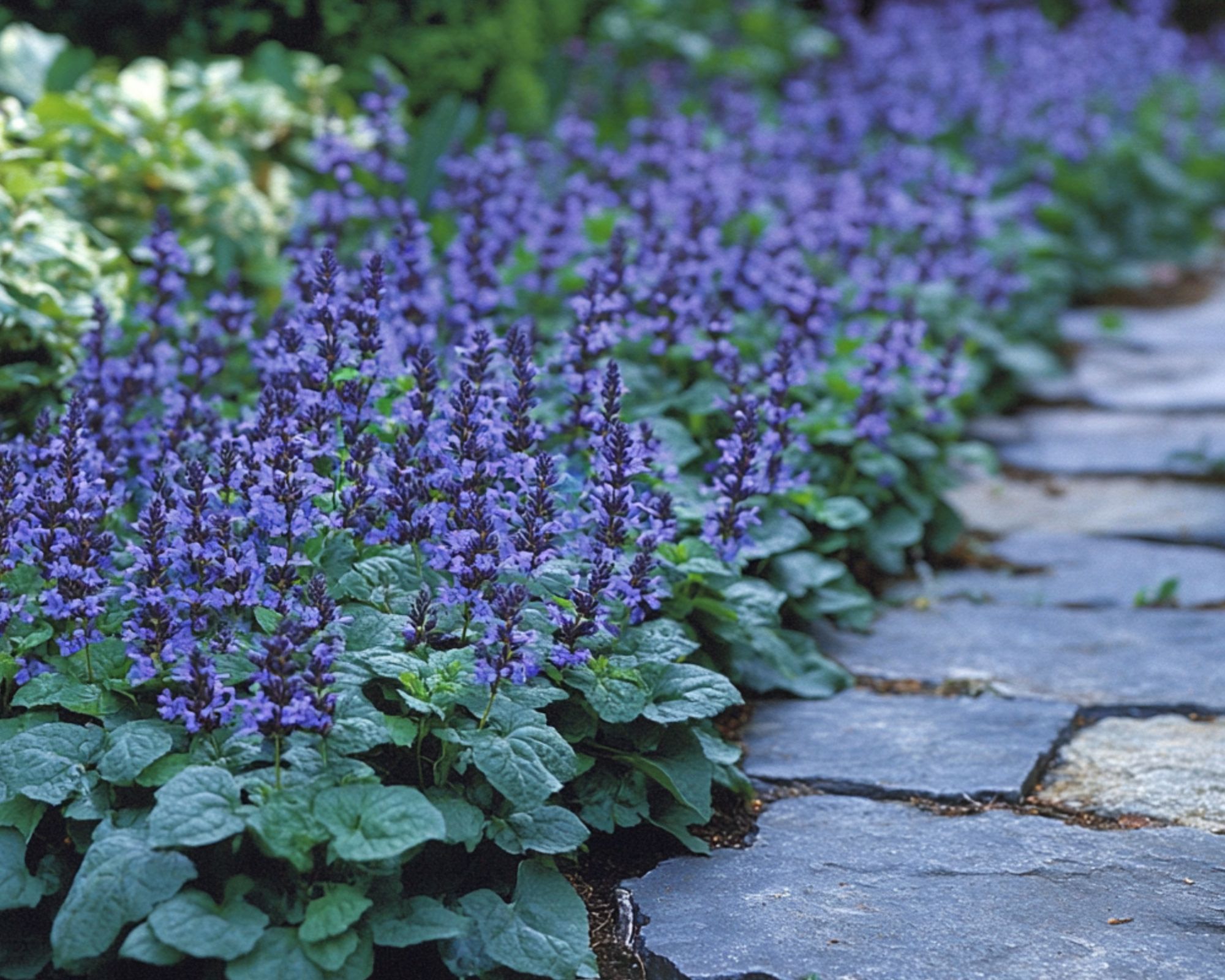 Want a Stunning Walkway? These 15 Perfect Plants Hold the Key