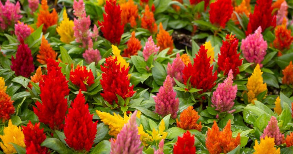 Bold Blossoms: Mastering the Art of Growing Celosia