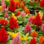 Bold Blossoms: Mastering the Art of Growing Celosia