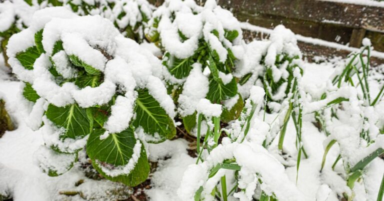 Can Your Garden Handle Winter? 17 Vegetables That Can!