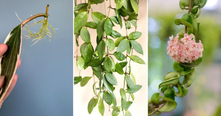 All You Need to Know About Caring for and Propagating Hoya Carnosa