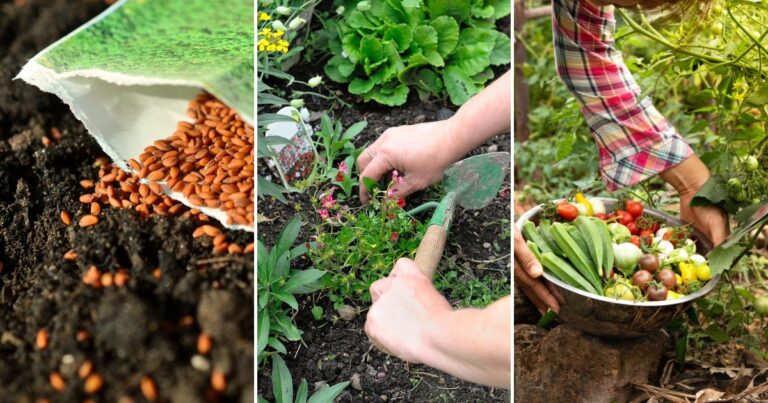Chaos Garden: Embrace Wild Beauty in Your Backyard