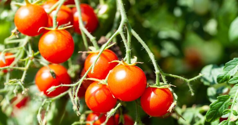 Cherry Tomato Success: 12 Tips for a Season of Abundant Growth