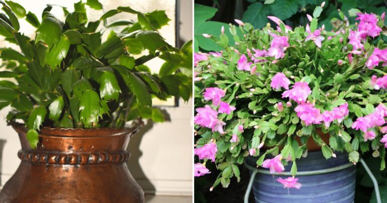 How to Bring Your Christmas Cactus Back to Life: Simple Steps for a Thriving Plant