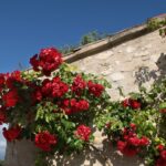 Climbing Blooms: 23 Flowering Vines to Enchant Your Garden