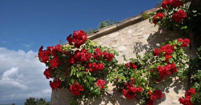 Climbing Blooms: 23 Flowering Vines to Enchant Your Garden