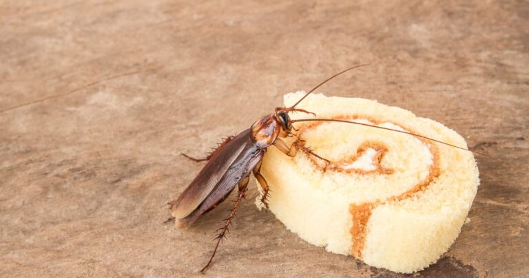 Cockroaches: Practical Steps to Keep Them Away