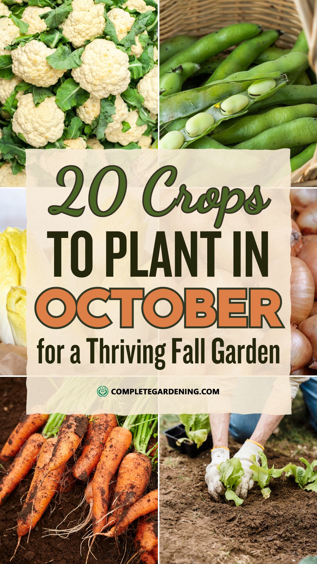 20 Crops to Plant in October for a Thriving Fall Garden Complete
