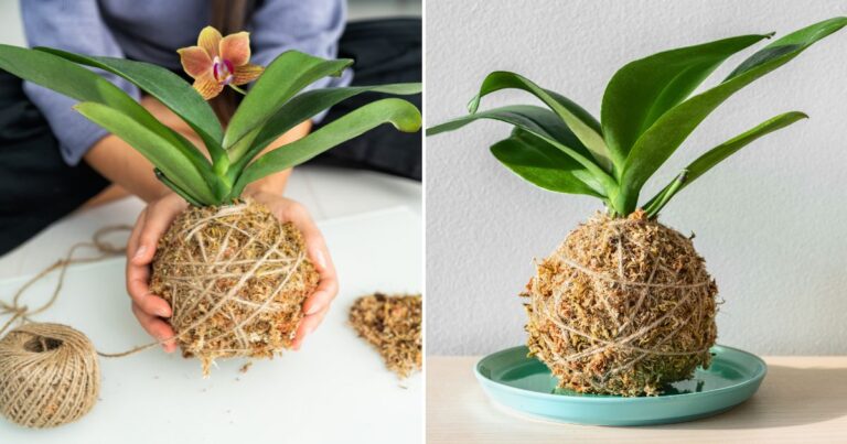 DIY Kokedama: The Simple Trick to Stylish Indoor Gardens