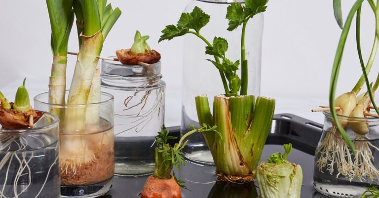 From Scraps to Harvest: Regrowing 26 Veggies, Fruits and Herbs at Home