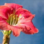 Growing Belladonna Lilies: Easy Tips for Stunning Blooms