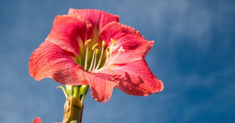 Growing Belladonna Lilies: Easy Tips for Stunning Blooms