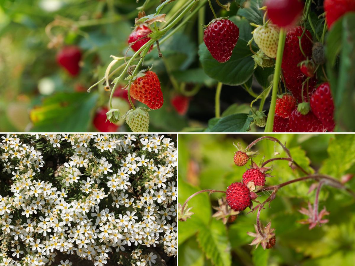 Growing Strawberries in Small Spaces: The Vertical Container Method ...