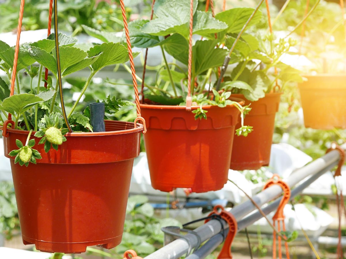 Growing Strawberries in Small Spaces: The Vertical Container Method ...