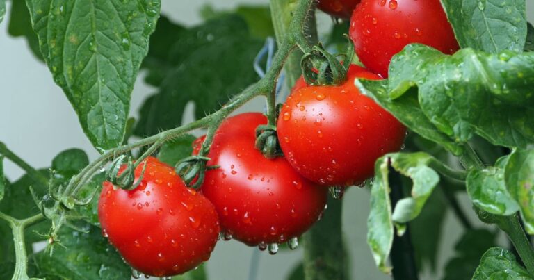 Growing Tomatoes? Steer Clear of These 24 Companions