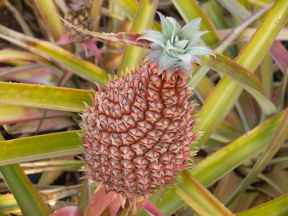 How to Grow a Vibrant Pink Pineapple in Your Own Garden - 10 tips ...