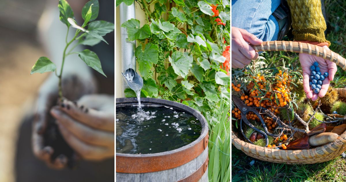 How to Garden When You Are Broke: Budget-Friendly Tips