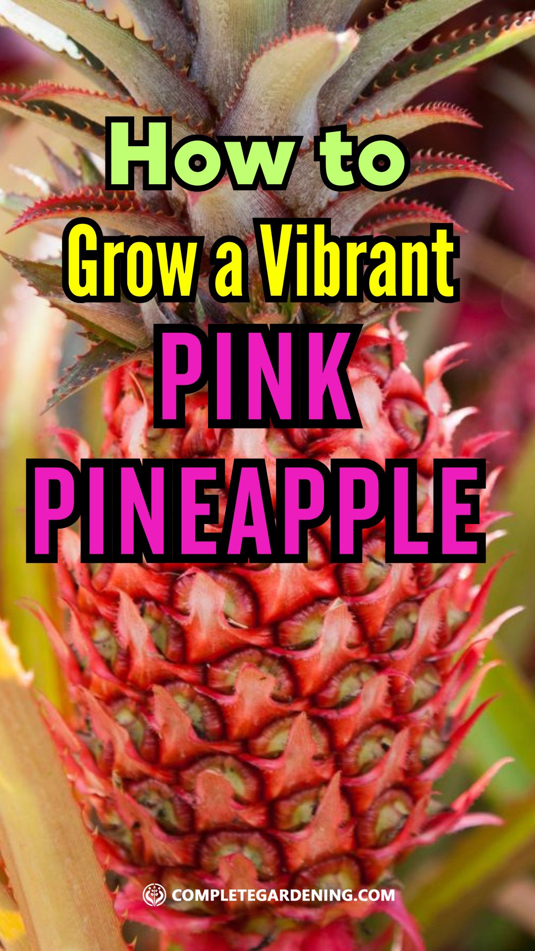 How to Grow a Vibrant Pink Pineapple in Your Own Garden - 10 tips ...