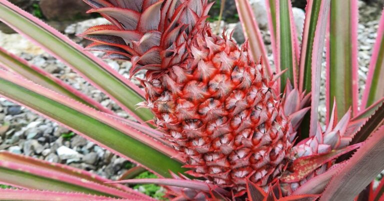 How to Grow a Vibrant Pink Pineapple in Your Own Garden – 10 tips