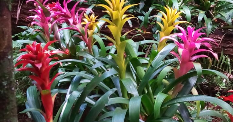 How to Master Bromeliad Care: Everything You Need to Know