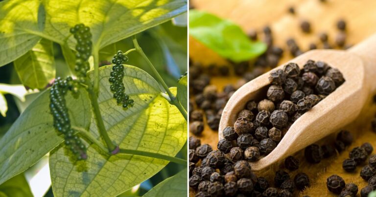 How to Nurture and Harvest Black Pepper from a Pot