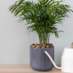 Indoor Palms: What’s the Secret to Perfect Watering?