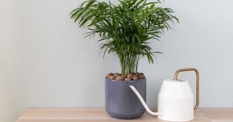 Indoor Palms: What’s the Secret to Perfect Watering?