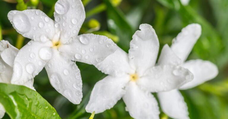 The Hidden Health Benefits of Indoor Jasmine Plants